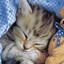 chat qui dore